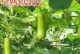蒲瓜种子发芽的时间（从种植到发芽全过程详解）