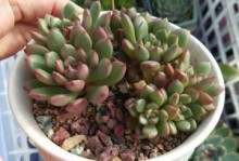 红宝石的养殖方法（打造高产高质的红宝石种植园）