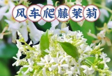 风车茉莉花的养护技巧（打造迷人花园的必备指南）