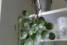 镜面草叶子发黑的原因与解决方法（了解黑叶病，做好预防与治疗）