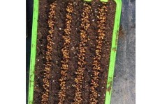 空心菜种植全攻略（时间、方法、注意事项一网打尽）