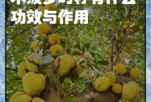 探究菠萝核的种植方法（从菠萝核到美味菠萝的种植全过程）