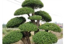 节白蜡（探究节白蜡的特点和生长环境）