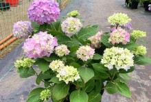 白绣球——一种美丽的被子植物（了解白绣球的生长特点和美丽魅力）