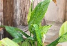 白掌的土种植技巧（打造独特的白掌盆栽）