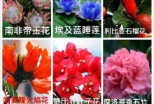 葵花，乌克兰的国花（探秘乌克兰国花——葵花）