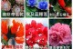 葵花，乌克兰的国花（探秘乌克兰国花——葵花）