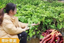 提高桑树嫁接成活率的技巧（掌握嫁接时间、方法、条件，助你培育出健康的桑树）