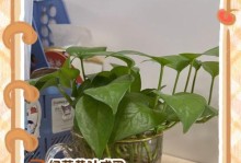 水培花叶子发黄的原因和解决方法（水培花为什么会发黄？如何有效解决？）
