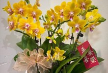 探寻兰花之美及其文化内涵（探寻兰花之美及其文化内涵）