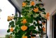 从种植到护理，打造盛开的旱金莲花园（种植技巧、日常护理和病虫害防治）