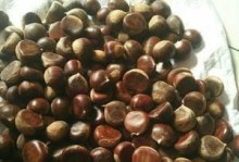栗子生芽能吃吗？（探究栗子生芽对人体的影响及食用方法）