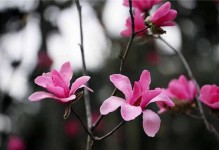 玉兰花的生长习性特点及生长环境条件（了解玉兰花的生长条件，让它在你家园中盛开）
