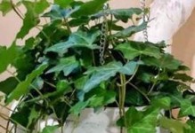 常春藤的浇水时间和正确方法（从营养需要到浇水频率，教你养活常春藤）