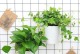 千叶吊兰的阴养方法与技巧（打造室内绿色环境的首选植物，以千叶吊兰怎么阴养为例）