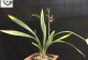 冬季兰花养护指南（了解冬季兰花的需求，打造舒适的生长环境）