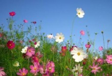 格桑花开放时间及观赏技巧（春夏交替，美丽格桑花开！）