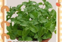 薄荷有毒吗？——揭秘室内养护误区（薄荷养护指南、室内养护注意事项、薄荷的毒性等）