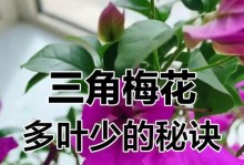 三角梅花期的管理技巧（打造绚丽的三角梅花海景，关键在于管理）