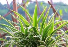 苹果不是单子叶植物（探究苹果的植物特征与分类、单子叶植物）