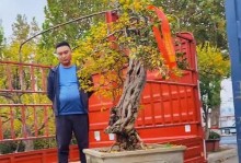 利用石榴树桩的处理方法（可持续性利用石榴树桩的创新方法）