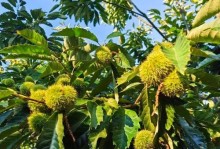 板栗种植时间与生长周期（从选址到收获，掌握板栗种植全过程）