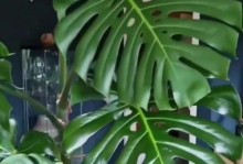 龟背竹叶子蔫了怎么补救？（如何有效恢复龟背竹叶子的健康状态）