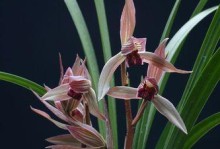 兰花是被子植物吗？（揭秘兰花的分类和特征）
