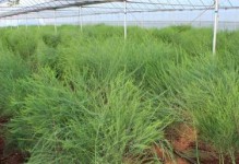 芦笋种植条件及适宜种植地区（土壤、气候、阳光和水分等条件要求及全球适宜种植地区分析）
