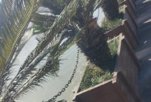 铁树在北方冬季的养护（如何保持铁树健康度过寒冷的冬天）