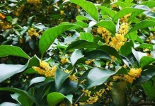 解读桂花开花时间（探究桂花花苞形成的原因及影响）