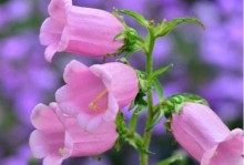 风铃草适合室内养吗？（探究风铃草的生长特点与室内种植技巧）