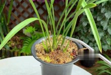 蕙兰的浇水技巧及注意事项（打造健康茂盛的蕙兰，关键是正确浇水）