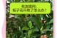 如何正确修剪以枝枝花（掌握修枝技巧，让以枝枝花焕发生机）