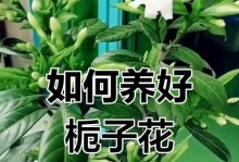 家中栀子花施肥指南（栀子花肥料选择与施肥技巧）