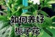 家中栀子花施肥指南（栀子花肥料选择与施肥技巧）