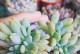 夏天如何养护白美人多肉植物（白美人多肉夏季养护要点及技巧）