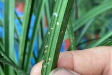 以茶花生了蚧壳虫的综合防治方法（全面解决茶园蚧壳虫危害，保障茶花生质量）