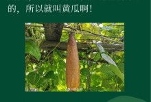 探究黄瓜的生长习性和生长环境条件