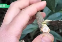 黄皮树嫁接技巧详解（掌握黄皮树嫁接技巧，让花园更美好）