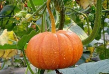 南瓜是藤本植物：科属及特征全解析