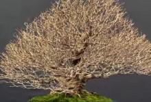 盆景植物的养护技巧（打造迷人盆景，从养护开始）