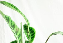 探秘龟背竹（龟背竹的特点和样子及种植技巧）