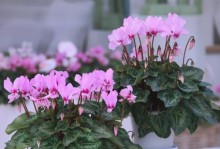 以仙客来的花朵小-美丽的自然奇迹（揭秘以仙客来的花朵小的成因与奇妙之处）