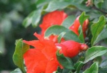 石榴花的家庭养法（如何让石榴花在家中绽放光彩）