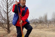 樱花秋天能否移栽？（移栽季节与注意事项）