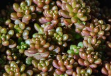 虹之玉掉叶子怎么办？（掉叶原因及补救方法，保持健康的秘诀）