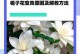 秋天叶子变黄的原因及处理方法（栀子花叶子变黄是何原因？如何处理？）