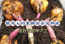 百合种球的种植技巧（培育健康鲜艳的百合花球，成功种植秘籍大揭秘！）