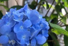 打破炎热，掌握无尽夏打顶时间及方法（实用技巧帮你度过炎热夏季/无尽夏打顶的正确姿势）